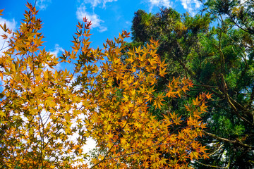 京都　貴船神社　参道