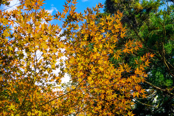 京都　貴船神社　参道