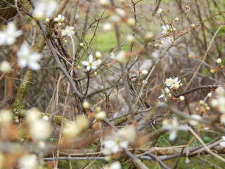 wild flowers in the forest