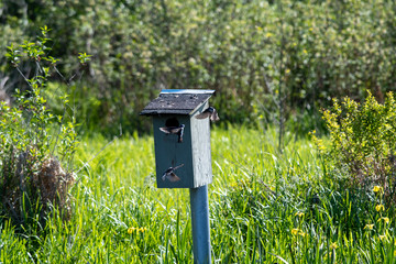 Tree swallows flying around the birdhouse.     Vancouver BC Canada 
