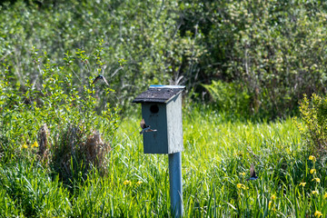 Tree swallows flying around the birdhouse.     Vancouver BC Canada 
