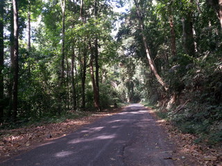Fototapeta premium road in the woods
