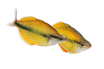 Lake Tebera rainbowfish Aquarium fish Melanotaenia herbertaxelrodi