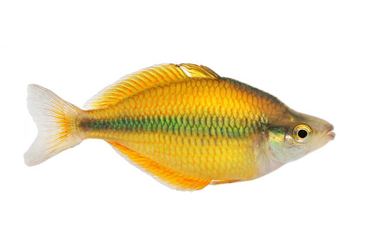 Lake Tebera rainbowfish Aquarium fish Melanotaenia herbertaxelrodi