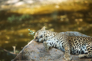 Close up of sleeping leopard on a rock , in the zoo