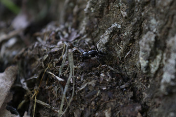 Carpenter Ant