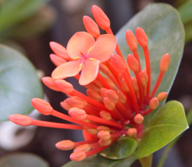 Planta