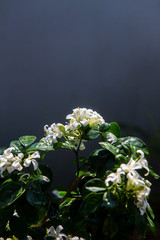 Close up white flowers of  Murraya paniculata or Orange Jessamine In the morning