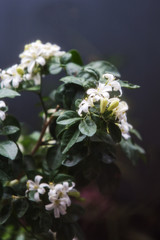Close up white flowers of  Murraya paniculata or Orange Jessamine In the morning