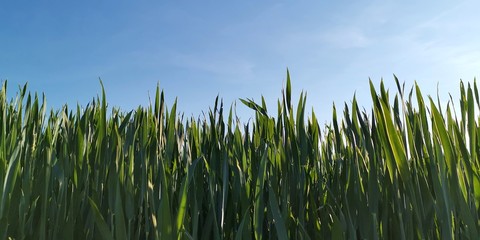 green grass and blue sky