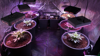 weed, cannabis, maryhuana, grow, indoor, florwes,top, apical, poda, cut, legal, uruguay,