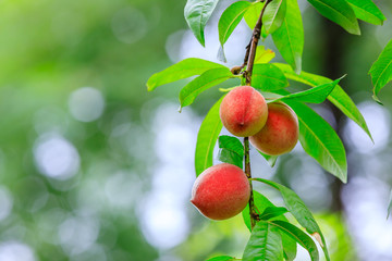 Ripe peach fruits growing on a peach tree in orchard.
