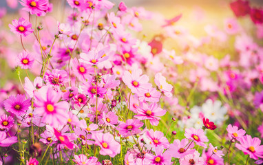Obraz na płótnie Canvas Pink cosmos bloom in the garden is beautiful