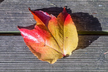 autumn leaves lying in the faded foliage