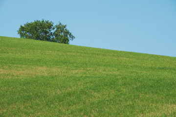 丘の畑