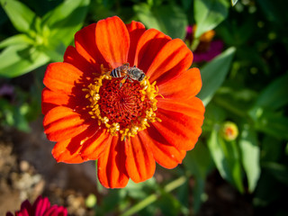 a bee pollinating for a daisy flower in the morning