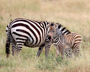 Fototapeta na wymiar A baby zebra with it's tongue out standing in front of it's mother in Africa 
