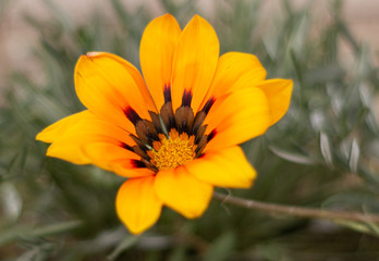 FLOR AMARILLA