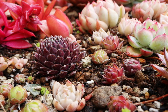 5 900 Best 多肉植物images Stock Photos Vectors Adobe Stock
