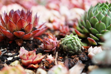 多肉植物photos Royalty Free Images Graphics Vectors Videos Adobe Stock
