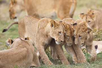 Three young lions with their heads rubbing together!  Family!