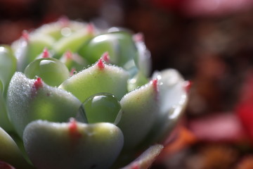 庭の多肉植物