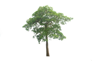 Fototapeta na wymiar Green tree on isolated, an evergreen leaves plant di cut on white background with clipping path..