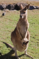 Kangaroo and baby in Australia