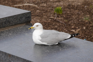 seagull on a stone slab