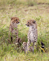 Two baby cheetahs in the Serengeti - Africa