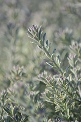 olive branch with rosemary