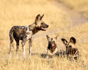 Wild dogs in Africa.  One standing and two sitting in a field.