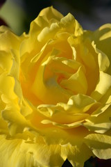 yellow rose 