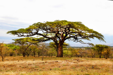 Tree in Africa