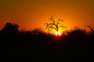 Obraz na płótnie Canvas Sunset in Africa behind a tree