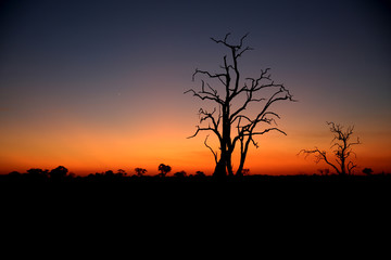 Fototapeta na wymiar Sunset in Africa with silhouette of a tree with no leaves. A calm and peaceful evening.
