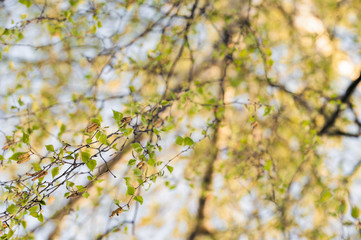 View to the birch crown with young leaves in spring.