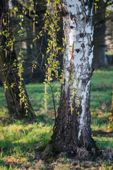 Naklejka premium Birch twig with leaves and flowers with a trunk in the background.