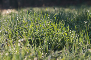 Drops of morning dew on the lawn.