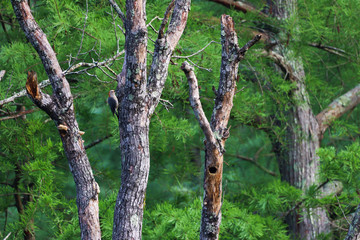 Fototapeta premium Wood pecker 