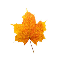 Colorful autumn maple leaf Isolated on white background