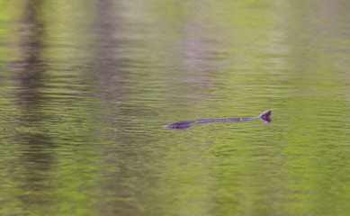 Water snake