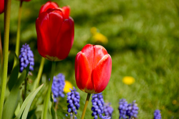 Obraz premium red and yellow tulips