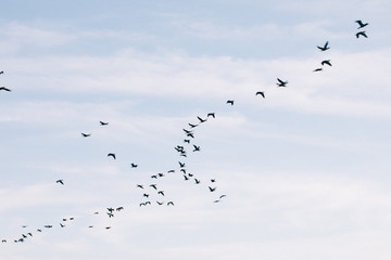 A flock of seagulls flying in the sky