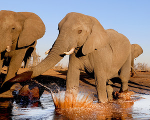 Naklejka na ściany i meble An elephant huge splash in the water at a drinking hole in Botswana, Africa