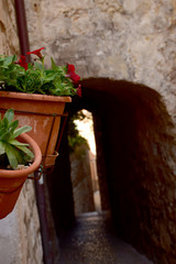 Fototapeta na wymiar flowers in a pot
