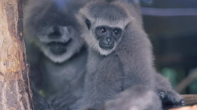 A young Silvery gibbon sitting on a tree branch and observing its surroundings with his mother behind him, cleaning her fur. Two primates on a tree. 4k shot