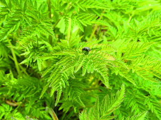 green fern leaves