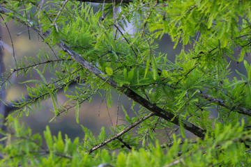 Cypress branches