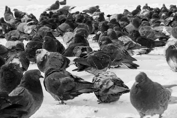 Doves crowd in the street. Birds are waiting for food. black and white photo